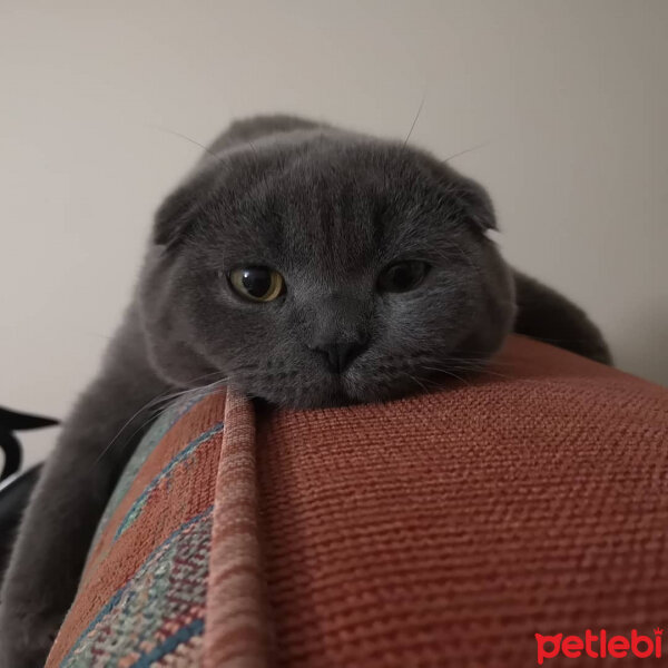 Scottish Fold, Kedi  Gölge fotoğrafı