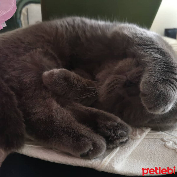 Scottish Fold, Kedi  Gölge fotoğrafı