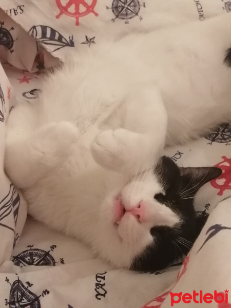 Tuxedo (Smokin) Kedi, Kedi  Pablo fotoğrafı