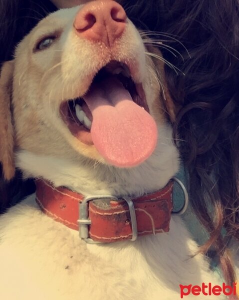 Sibirya Kurdu (Husky), Köpek  Tarçın fotoğrafı