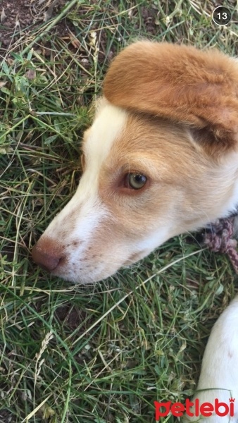 Sibirya Kurdu (Husky), Köpek  Tarçın fotoğrafı