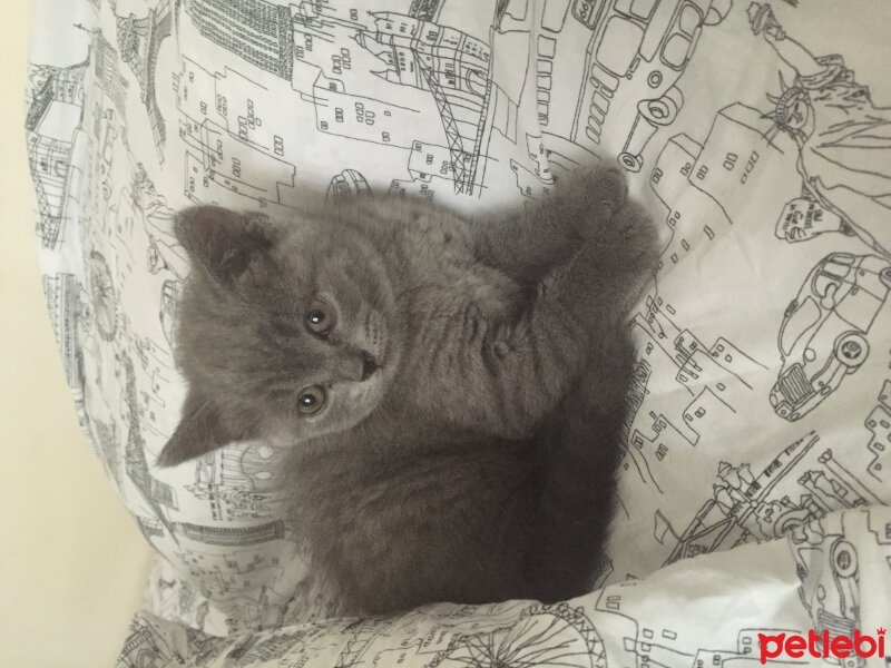 British Shorthair, Kedi  Tequila fotoğrafı