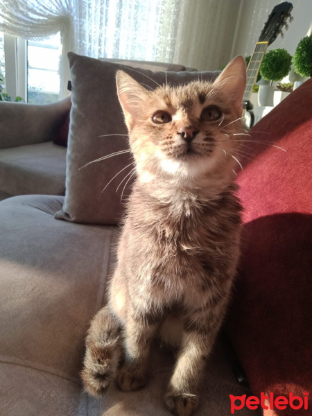 Tekir Kedi, Kedi  Mia fotoğrafı
