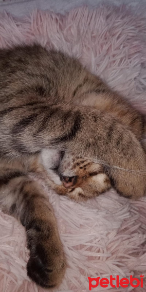 Tekir Kedi, Kedi  Mia fotoğrafı