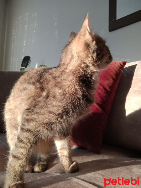 Tekir Kedi, Kedi  Mia fotoğrafı