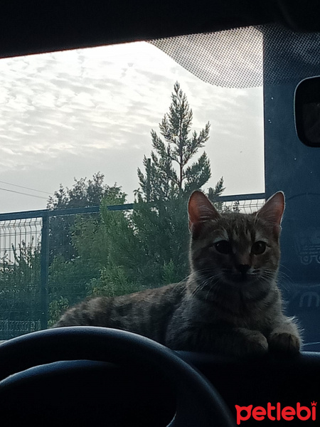 Tekir Kedi, Kedi  Mia fotoğrafı