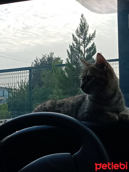 Tekir Kedi, Kedi  Mia fotoğrafı
