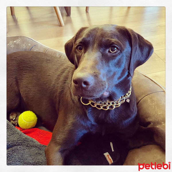 Labrador Retriever, Köpek  Shila fotoğrafı