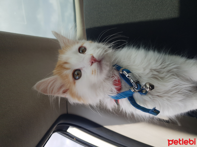 Tekir Kedi, Kedi  Kaju fotoğrafı