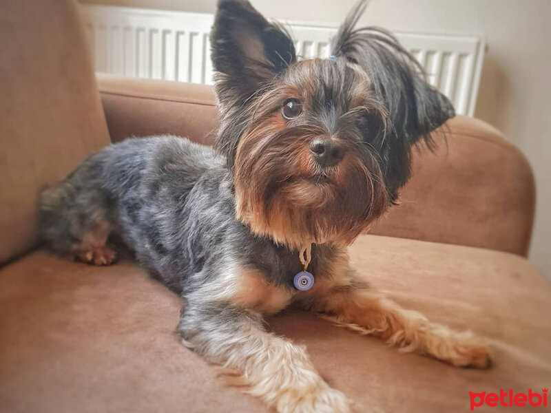 Yorkshire Terrier, Köpek  Puki fotoğrafı