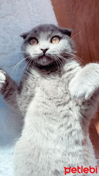 British Shorthair, Kedi  Şans fotoğrafı