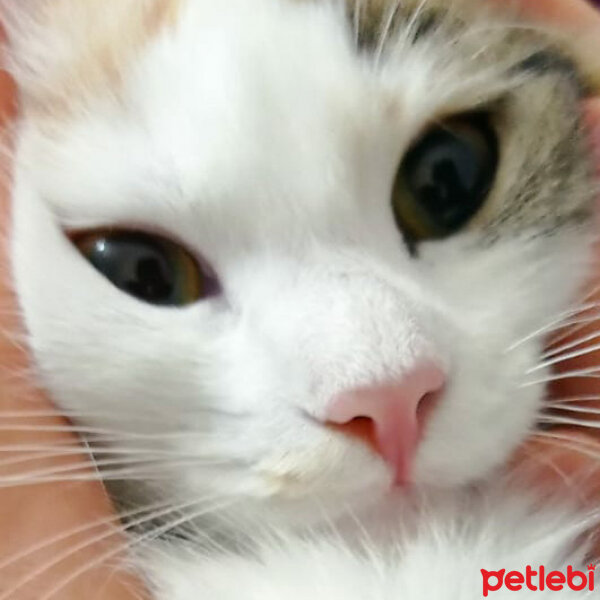 Tekir Kedi, Kedi  Bety fotoğrafı