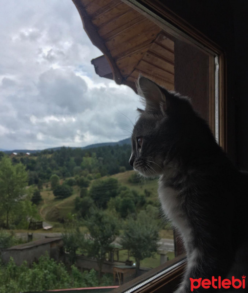 Tekir Kedi, Kedi  şükufe fotoğrafı