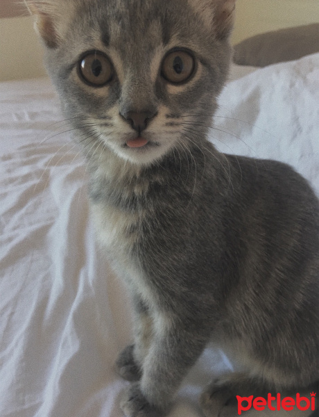 Tekir Kedi, Kedi  şükufe fotoğrafı