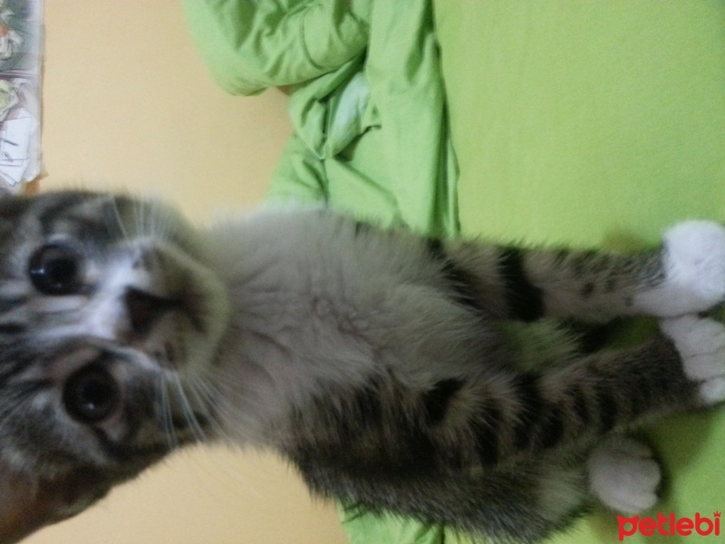 Tekir Kedi, Kedi  Zeyna fotoğrafı