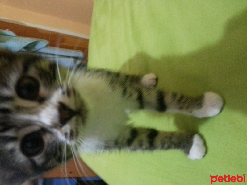 Tekir Kedi, Kedi  Zeyna fotoğrafı