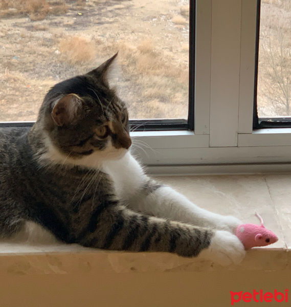 Tekir Kedi, Kedi  mutlu fotoğrafı