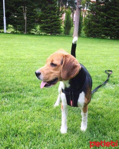 Beagle, Köpek  pasha fotoğrafı