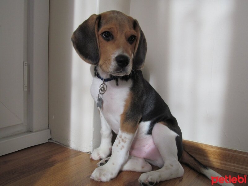 Beagle, Köpek  pasha fotoğrafı