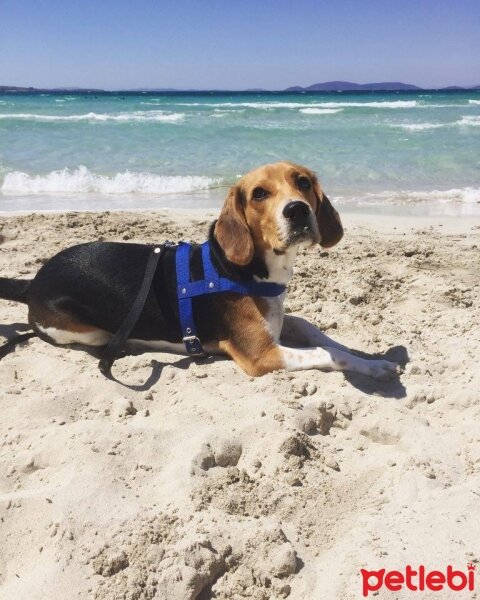 Beagle, Köpek  pasha fotoğrafı