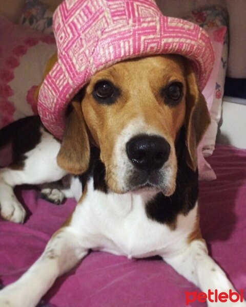 Beagle, Köpek  pasha fotoğrafı