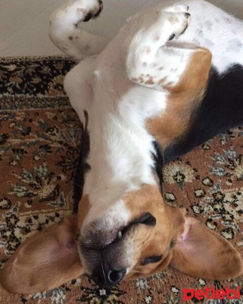 Beagle, Köpek  pasha fotoğrafı