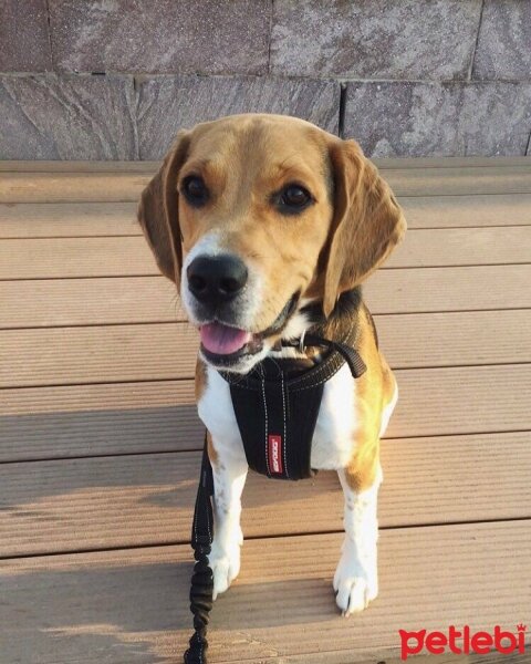 Beagle, Köpek  pasha fotoğrafı