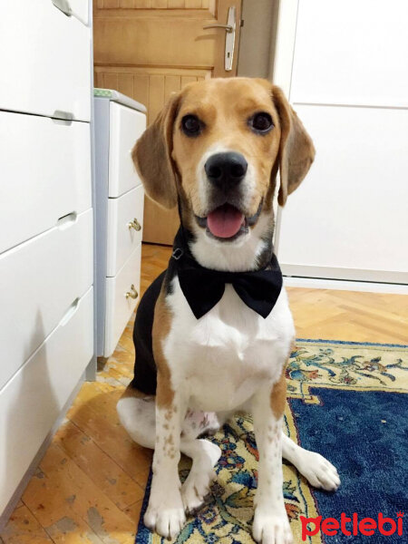 Beagle, Köpek  pasha fotoğrafı