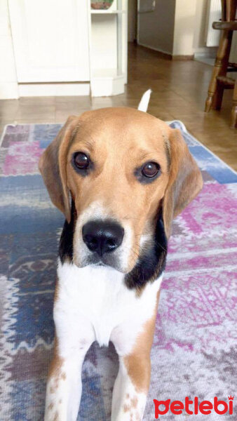 Beagle, Köpek  pasha fotoğrafı