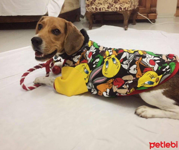 Beagle, Köpek  pasha fotoğrafı