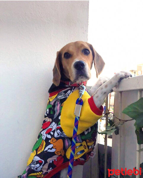 Beagle, Köpek  pasha fotoğrafı