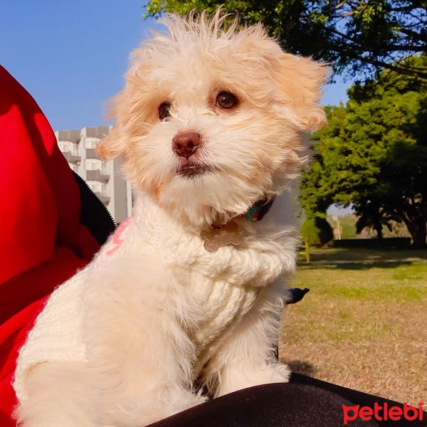 Poodle (Minyatür Kaniş), Köpek  Mango fotoğrafı