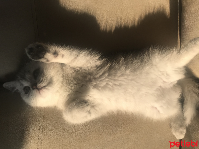 British Shorthair, Kedi  Safir fotoğrafı