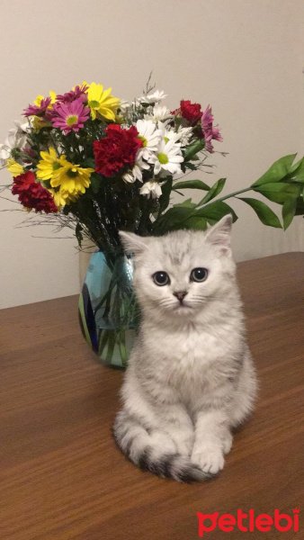 British Shorthair, Kedi  Safir fotoğrafı