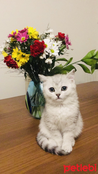 British Shorthair, Kedi  Safir fotoğrafı