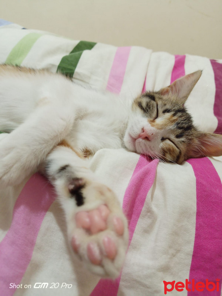 Tekir Kedi, Kedi  pati fotoğrafı