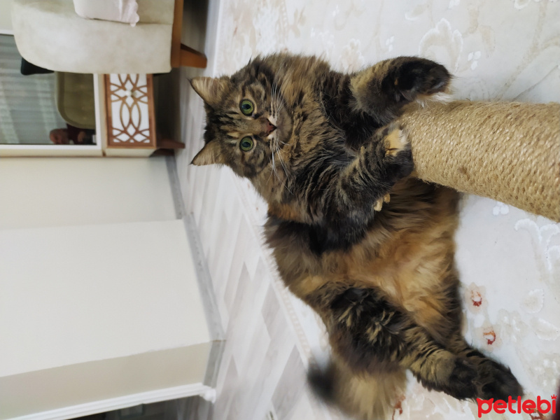 Norwegian Forest, Kedi  Pamuk fotoğrafı