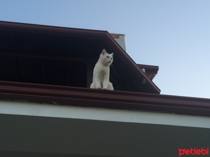 Tekir Kedi, Kedi  Jordji fotoğrafı