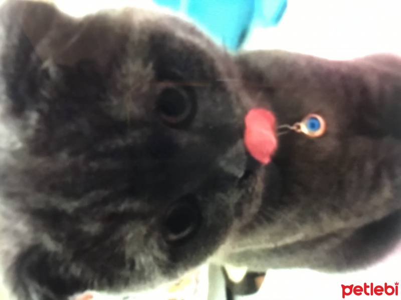 Scottish Fold, Kedi  Zeyna fotoğrafı