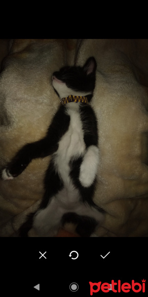 Tekir Kedi, Kedi  Yufka fotoğrafı