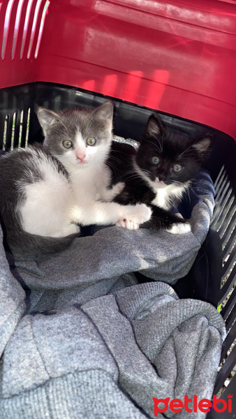 Tekir Kedi, Kedi  Yufka fotoğrafı