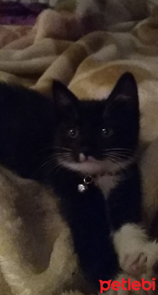 Tekir Kedi, Kedi  Yufka fotoğrafı