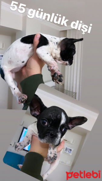Fransız Bulldog, Köpek  2 Aylık Dişi fotoğrafı