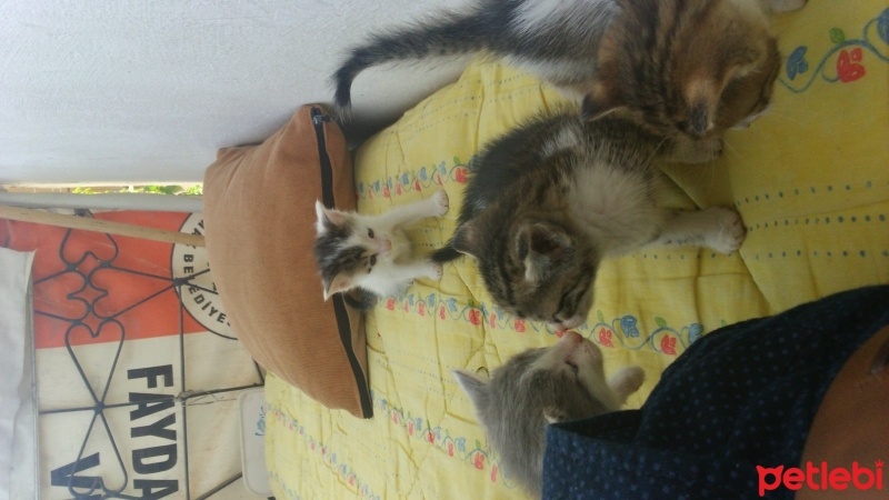 Tekir Kedi, Kedi  Yavrular ankara fotoğrafı