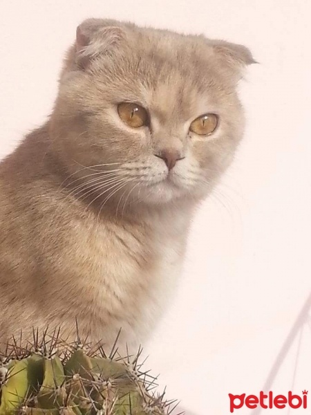 Scottish Fold, Kedi  Lara fotoğrafı