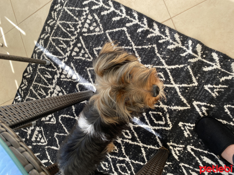 Yorkshire Terrier, Köpek  Bingo fotoğrafı