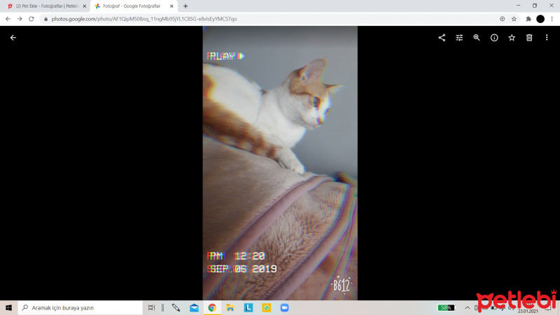 Tekir Kedi, Kedi  Karamel fotoğrafı