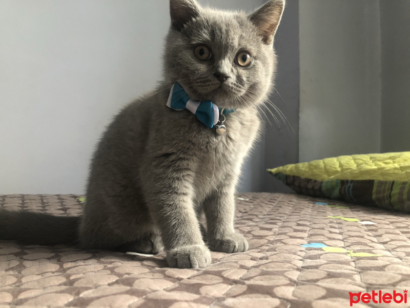 British Shorthair, Kedi  Viski fotoğrafı