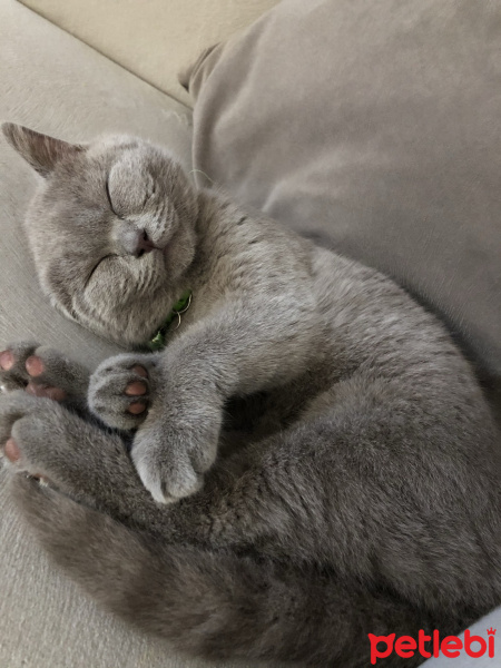 British Shorthair, Kedi  Viski fotoğrafı