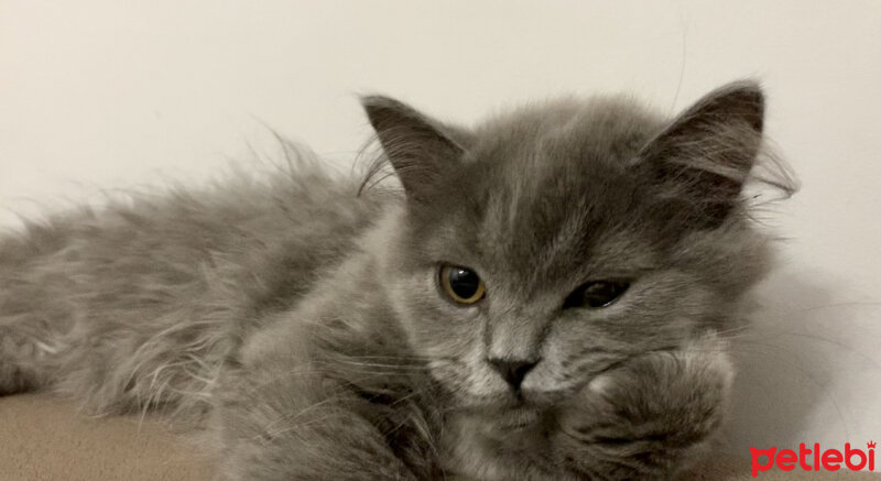 British Shorthair, Kedi  Viski fotoğrafı